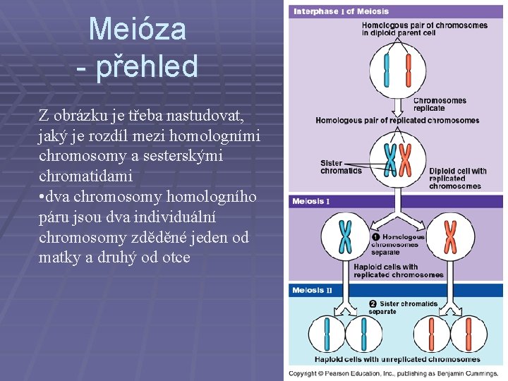 Meióza - přehled Z obrázku je třeba nastudovat, jaký je rozdíl mezi homologními chromosomy