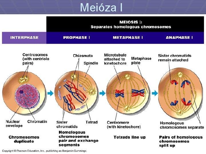 Meióza I 