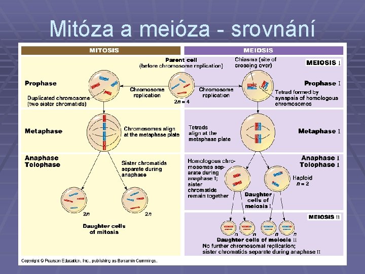 Mitóza a meióza - srovnání 
