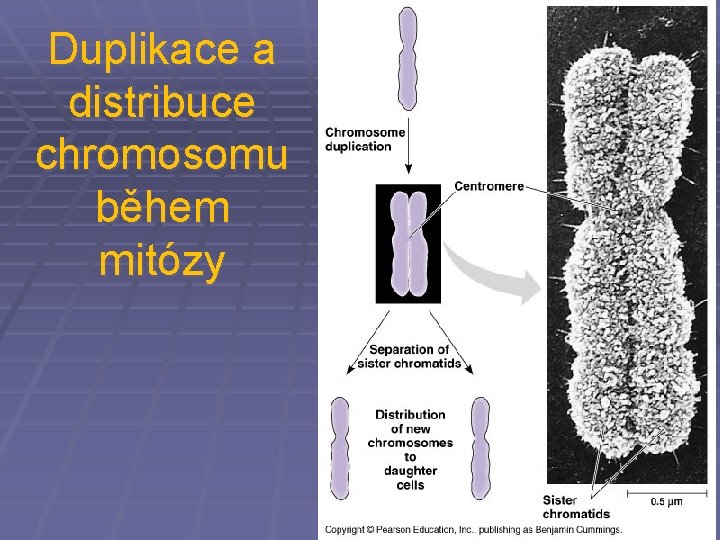 Duplikace a distribuce chromosomu během mitózy 