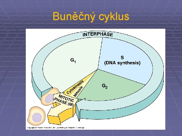 Buněčný cyklus 