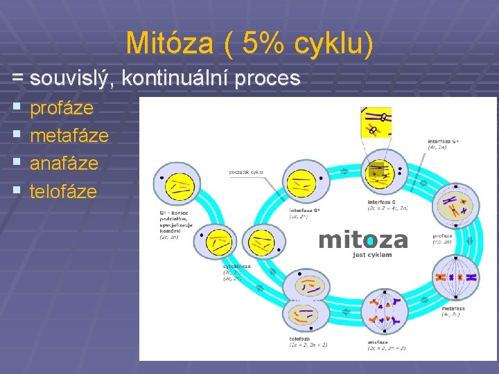 Mitóza ( 5% cyklu) = souvislý, kontinuální proces § profáze § metafáze § anafáze