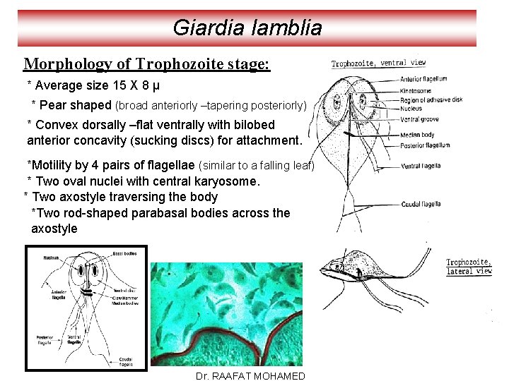 Giardia lamblia Morphology of Trophozoite stage: * Average size 15 X 8 µ *