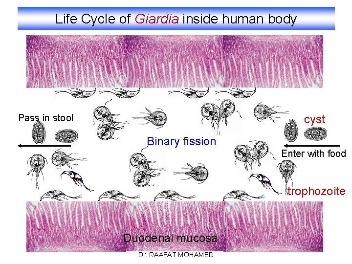 Life Cycle of Giardia inside human body Pass in stool cyst Binary fission Enter