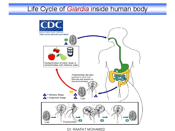 Life Cycle of Giardia inside human body Dr. RAAFAT MOHAMED 