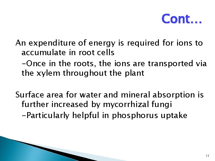 Cont… An expenditure of energy is required for ions to accumulate in root cells