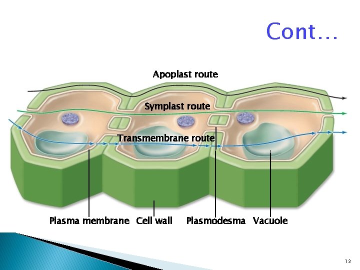 Cont… Apoplast route Symplast route Transmembrane route Plasma membrane Cell wall Plasmodesma Vacuole 13
