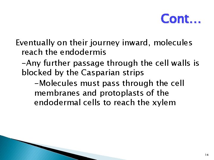 Cont… Eventually on their journey inward, molecules reach the endodermis -Any further passage through