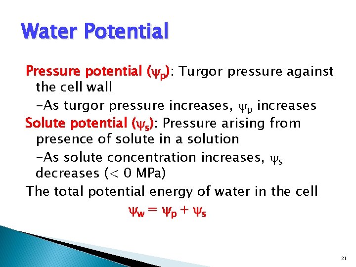 Water Potential Pressure potential ( p): Turgor pressure against the cell wall -As turgor
