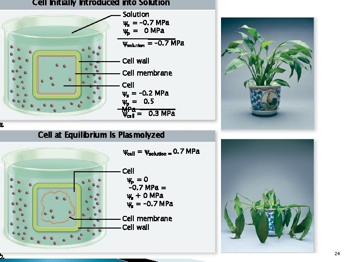 a. b. Cell Initially Introduced into Solution s = – 0. 7 MPa p