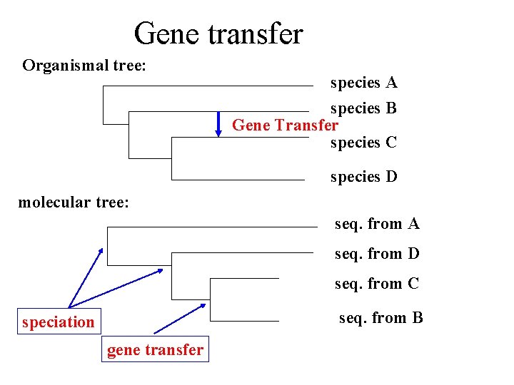 Gene transfer Organismal tree: species A species B Gene Transfer species C species D