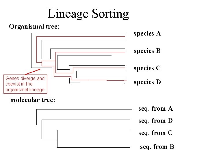 Lineage Sorting Organismal tree: species A species B species C Genes diverge and coexist