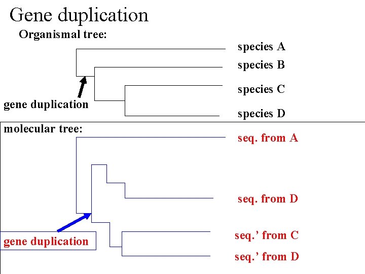 Gene duplication Organismal tree: species A species B species C gene duplication molecular tree:
