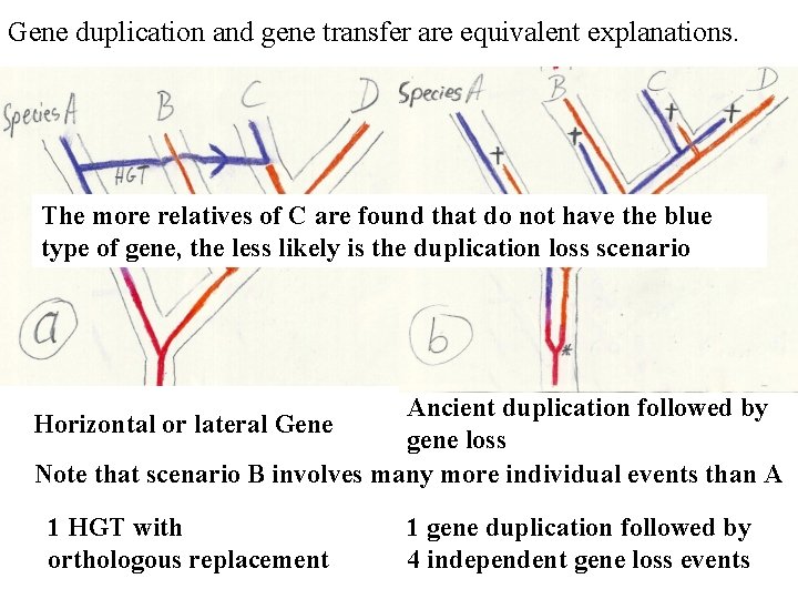 Gene duplication and gene transfer are equivalent explanations. The more relatives of C are