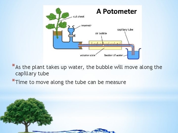 *As the plant takes up water, the bubble will move along the capillary tube