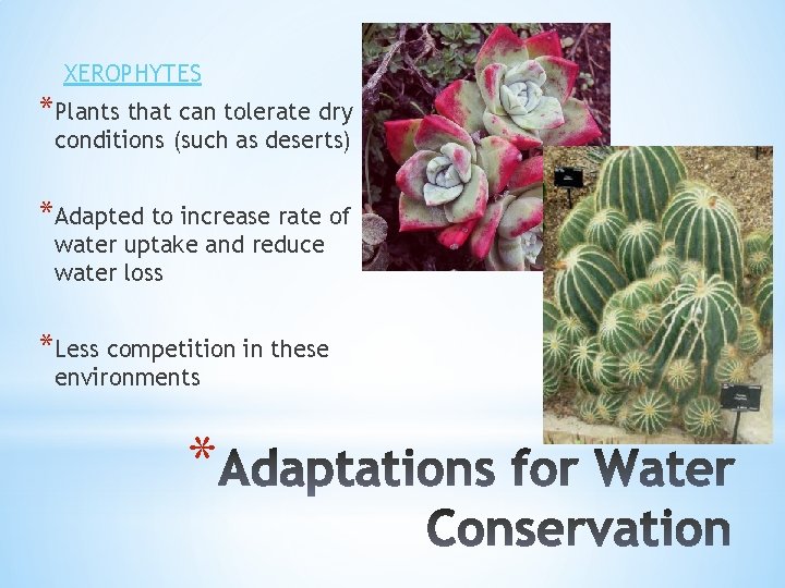 XEROPHYTES *Plants that can tolerate dry conditions (such as deserts) *Adapted to increase rate