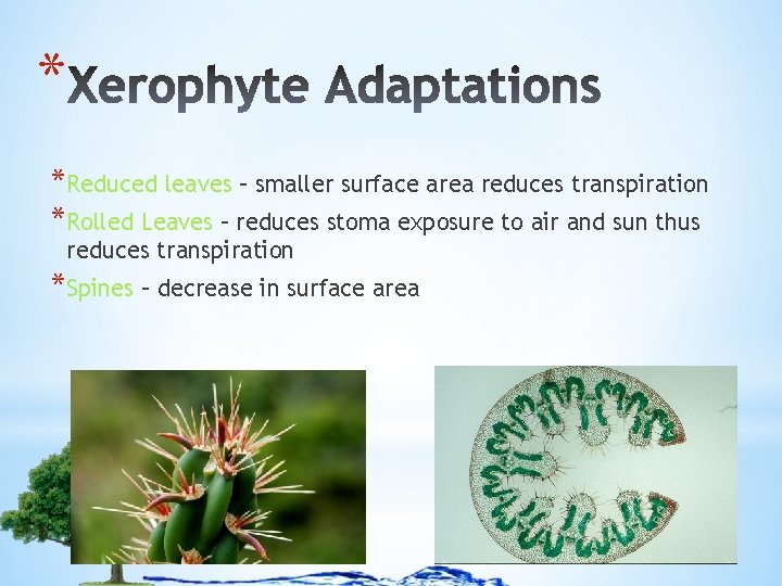 * *Reduced leaves – smaller surface area reduces transpiration *Rolled Leaves – reduces stoma