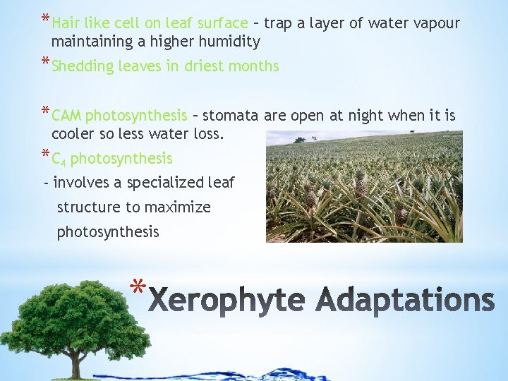 *Hair like cell on leaf surface – trap a layer of water vapour maintaining