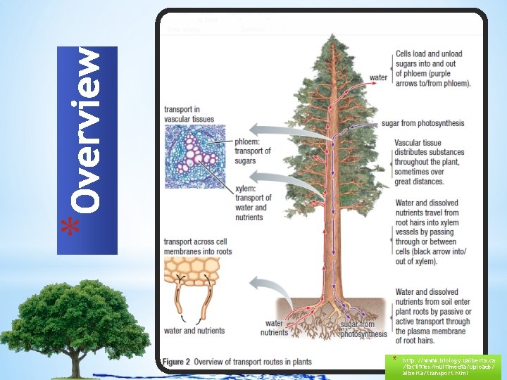 * * http: //www. biology. ualberta. ca /facilities/multimedia/uploads/ alberta/transport. html 