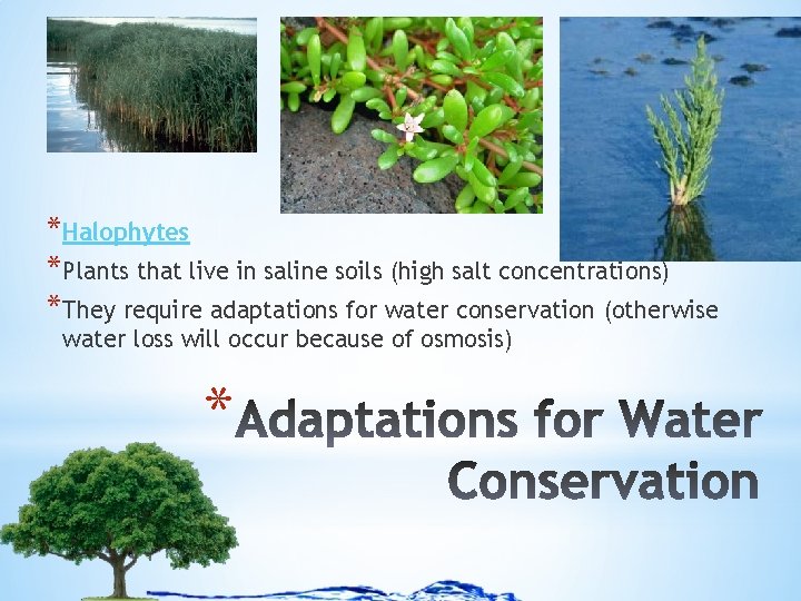 *Halophytes *Plants that live in saline soils (high salt concentrations) *They require adaptations for