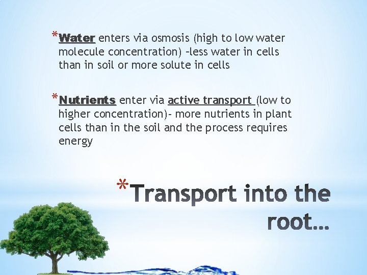 *Water enters via osmosis (high to low water molecule concentration) –less water in cells