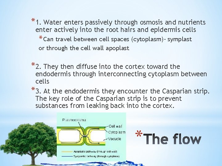 *1. Water enters passively through osmosis and nutrients enter actively into the root hairs