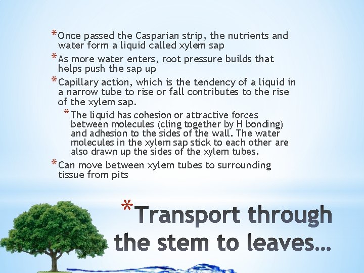 * Once passed the Casparian strip, the nutrients and water form a liquid called