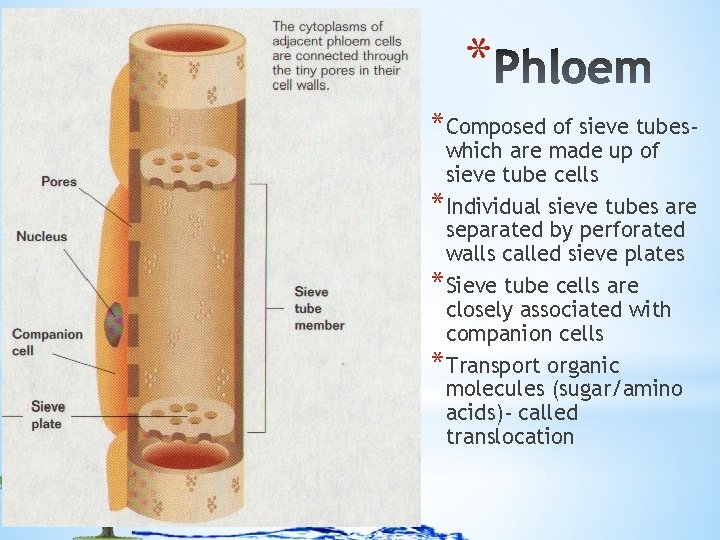 * *Composed of sieve tubeswhich are made up of sieve tube cells *Individual sieve