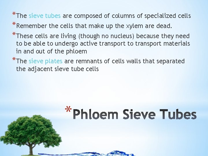 *The sieve tubes are composed of columns of specialized cells *Remember the cells that