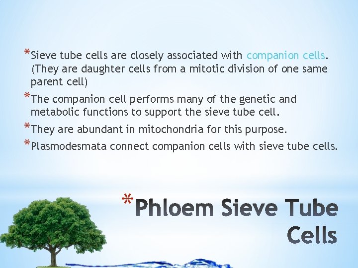 *Sieve tube cells are closely associated with companion cells. (They are daughter cells from