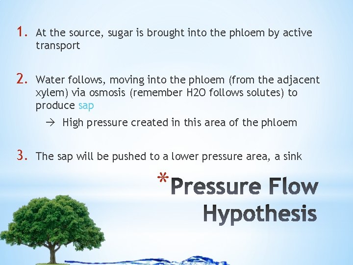 1. At the source, sugar is brought into the phloem by active transport 2.