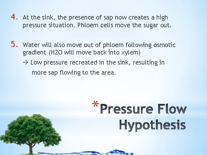 4. At the sink, the presence of sap now creates a high pressure situation.
