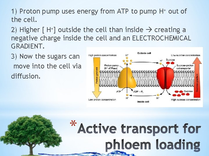 1) Proton pump uses energy from ATP to pump H+ out of the cell.