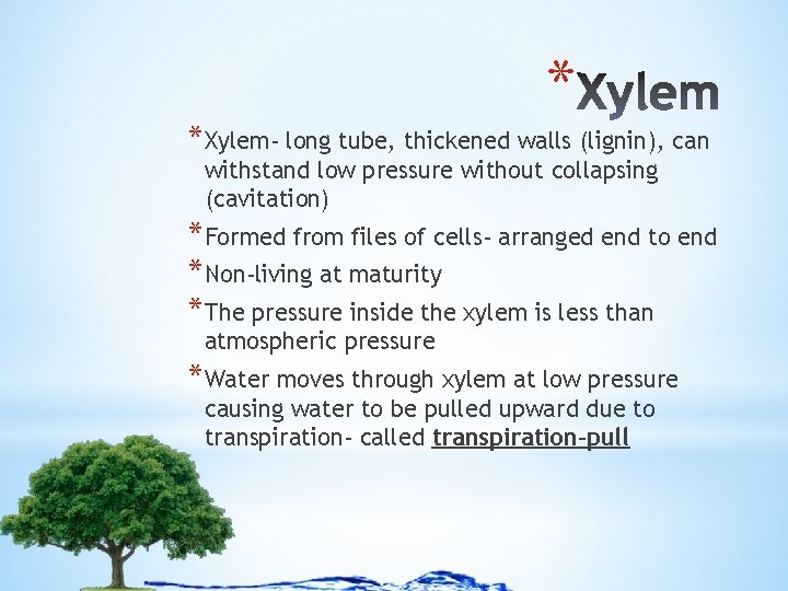 * *Xylem- long tube, thickened walls (lignin), can withstand low pressure without collapsing (cavitation)