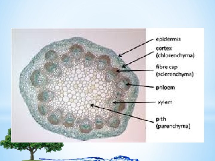 *Clues: * Xylem larger than phloem * Within one vascular bundle, phloem cells are