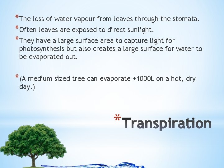 *The loss of water vapour from leaves through the stomata. *Often leaves are exposed