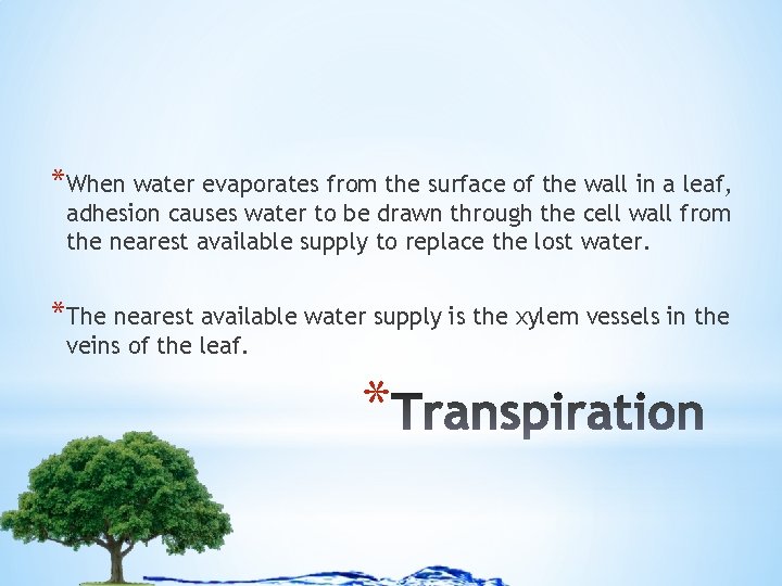 *When water evaporates from the surface of the wall in a leaf, adhesion causes