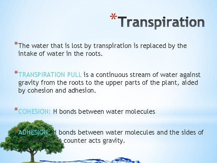 * *The water that is lost by transpiration is replaced by the intake of
