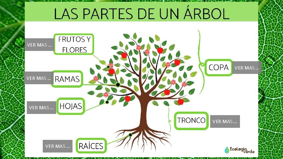 VER MAS … VER MAS … 