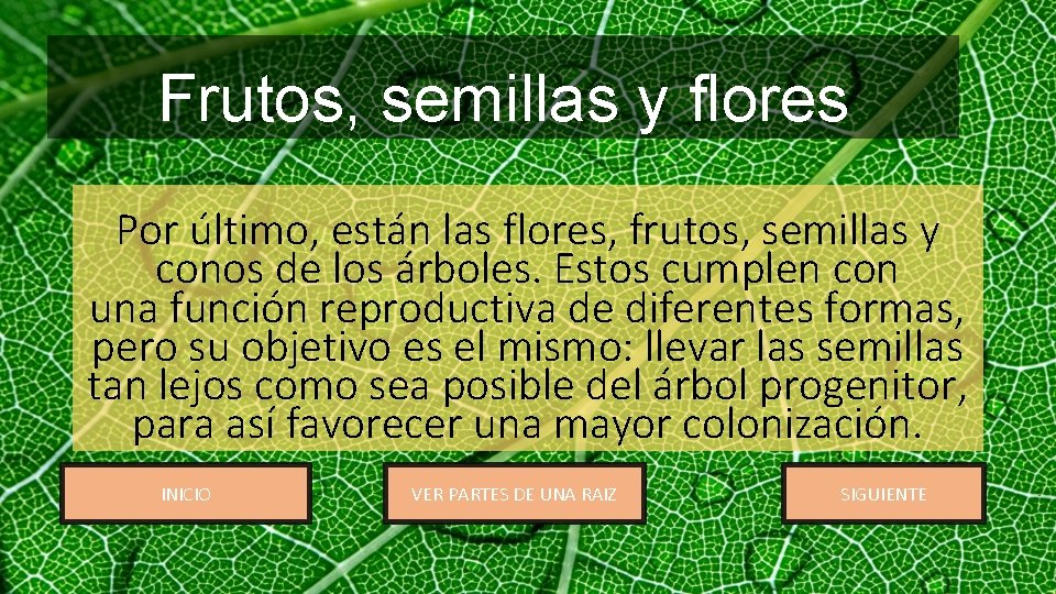 Frutos, semillas y flores Por último, están las flores, frutos, semillas y conos de