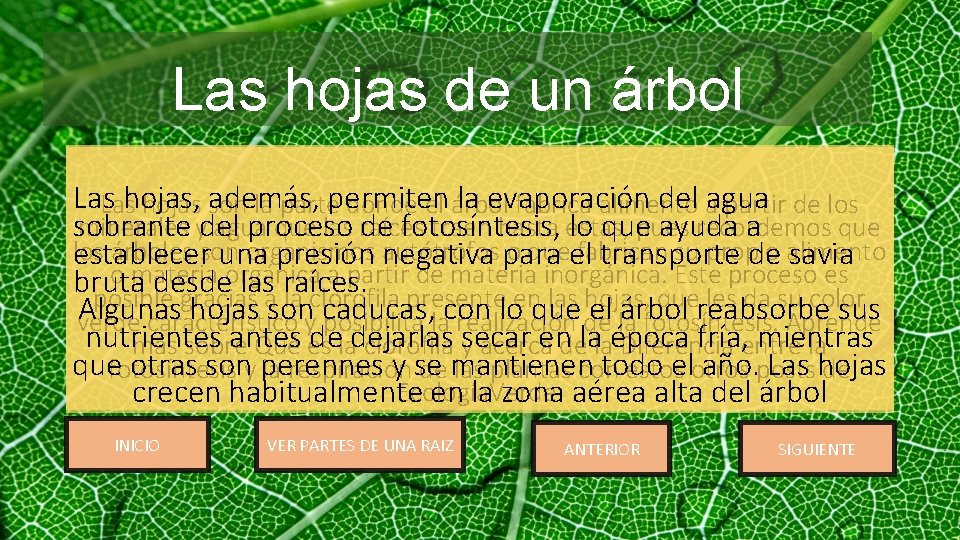 Las hojas de un árbol Las hojas, además, permiten la evaporación del agua Las
