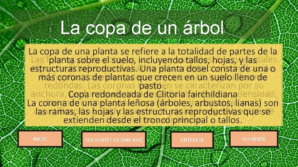 La copa de un árbol Las formas de las coronas son muy variables. Los