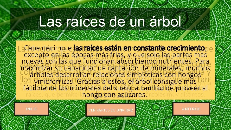 Las raíces de un árbol Las raíces son la parte del árbol que crece