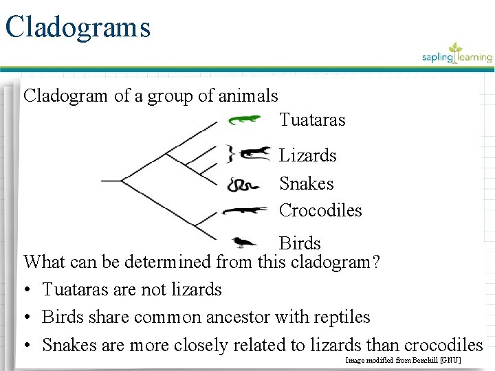 Cladograms Cladogram of a group of animals Tuataras Lizards Snakes Crocodiles Birds What can