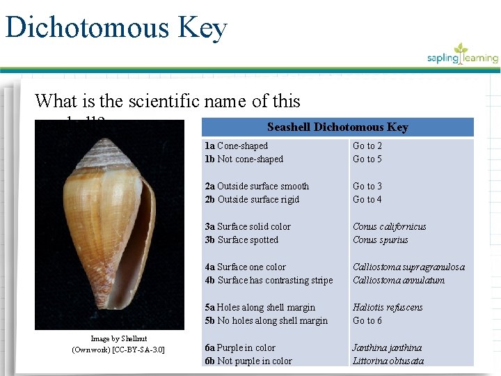 Dichotomous Key What is the scientific name of this seashell? Seashell Dichotomous Key Image