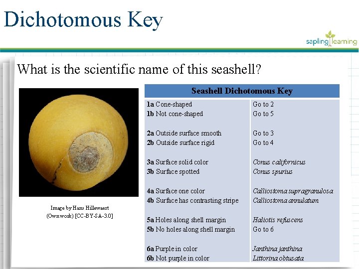 Dichotomous Key What is the scientific name of this seashell? Seashell Dichotomous Key Image