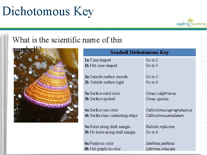 Dichotomous Key What is the scientific name of this seashell? Seashell Dichotomous Key 1