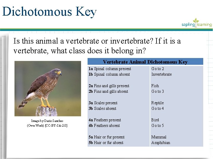 Dichotomous Key Is this animal a vertebrate or invertebrate? If it is a vertebrate,