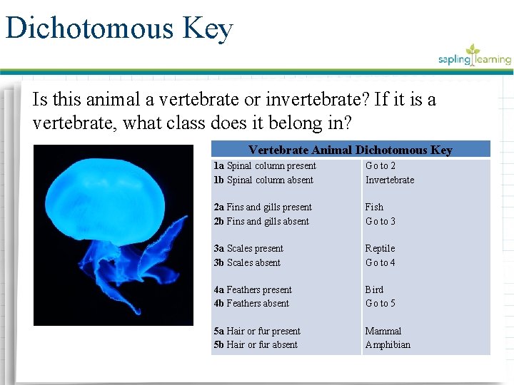 Dichotomous Key Is this animal a vertebrate or invertebrate? If it is a vertebrate,