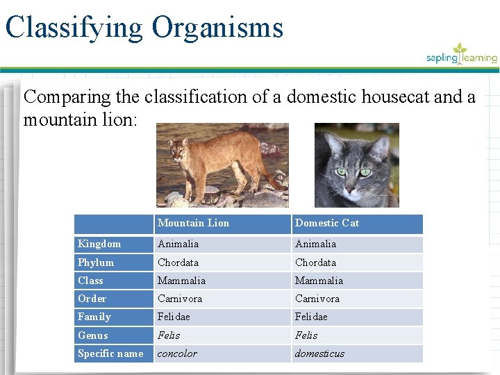 Classifying Organisms Comparing the classification of a domestic housecat and a mountain lion: Mountain